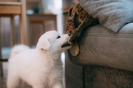 Puppy pulling a blanket off a sofa